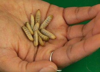 Tyson Foods, one of the biggest meat producers, is investing in insect protein