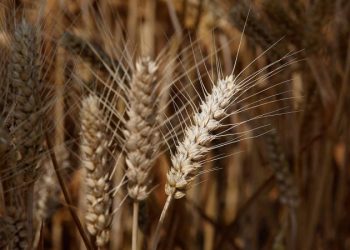 Arkansas orders Chinese-owned seed producer Syngenta to sell US farmland