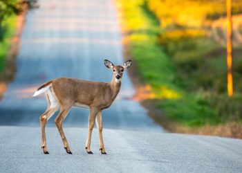 ‘This is a real head-scratcher’: Auto insurers are mystified by this big change in the number of deer accidents