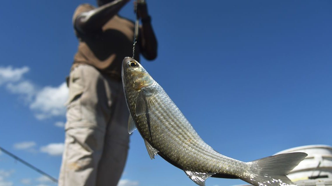 Opinion: Financial advisers still have too many ways to snag gullible investors