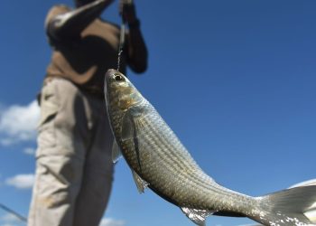 Opinion: Financial advisers still have too many ways to snag gullible investors