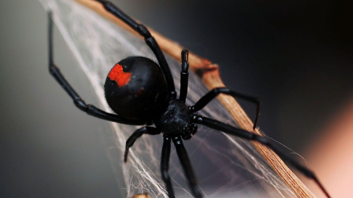 Why the S&P 500 ETF’s rare triple ‘gap ups’ isn’t a buy signal