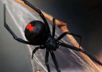 Why the S&P 500 ETF’s rare triple ‘gap ups’ isn’t a buy signal