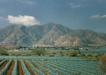 Dry climate in California ideal for farming agave, meeting demand for spirits