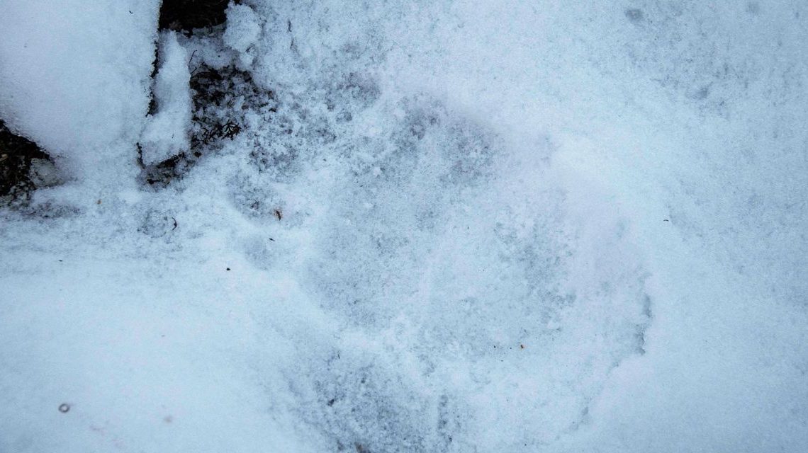 Tech stocks are breaking out, defying bears and signaling year-end strength: analyst