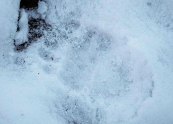 Tech stocks are breaking out, defying bears and signaling year-end strength: analyst