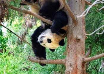 Biden and Xi Are Meeting. What to Expect.