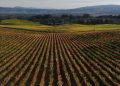 Duckhorn to buy Sonoma-Cutrer Vineyards for $400 million in big chardonnay play