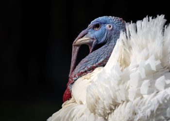 Is the U.S. stock market open on Thanksgiving and Black Friday? What investors need to know.