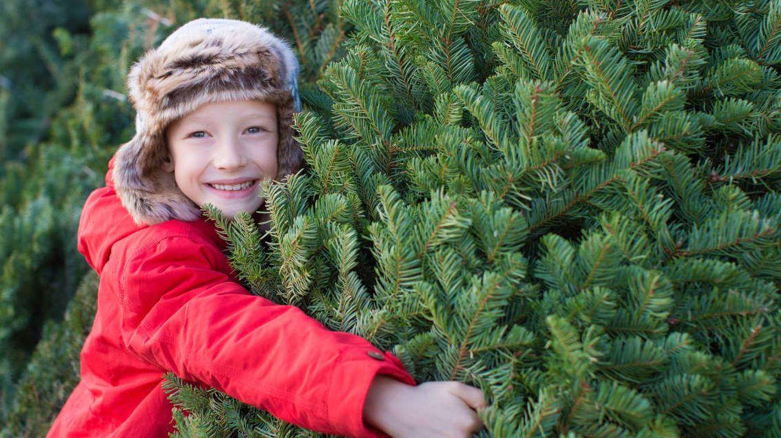 $88 for a Christmas tree? 5 ways to save money on your holiday tree.