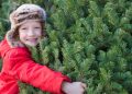 $88 for a Christmas tree? 5 ways to save money on your holiday tree.