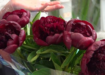 Inflation driving a thorn into wedding plans, with budding newlyweds trimming flowers from their budgets