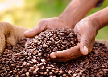 Strike grinds coffee shipments to a halt at East and Gulf Coast ports