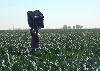 Shrinking Colorado River will take a toll on the nation's food supply