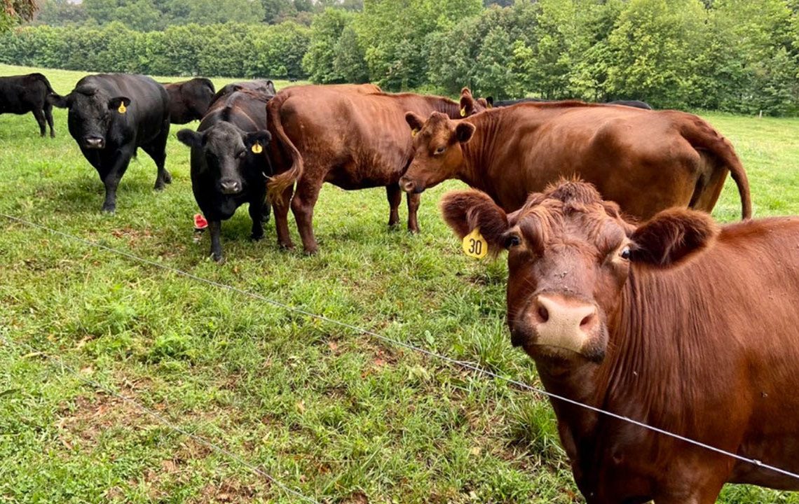 Deadly bird flu detected in Nevada dairy cattle