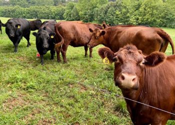 Deadly bird flu detected in Nevada dairy cattle