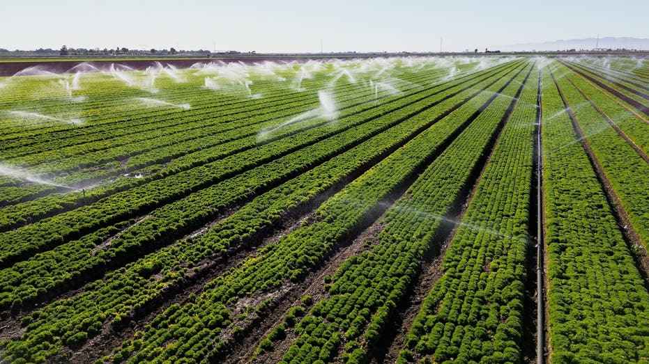 But as a decades-long drought dessicates the US West and the once-mighty river dwindles, questions are being asked about why a handful of farmers are allowed to take as much water as all of Nevada and Arizona combined. (Photo by SANDY HUFFAKER / AFP) (Photo by SANDY HUFFAKER/AFP via Getty Images)