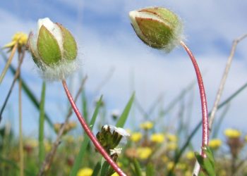 Federal judge halts California mixed-use development over rare, endangered flower