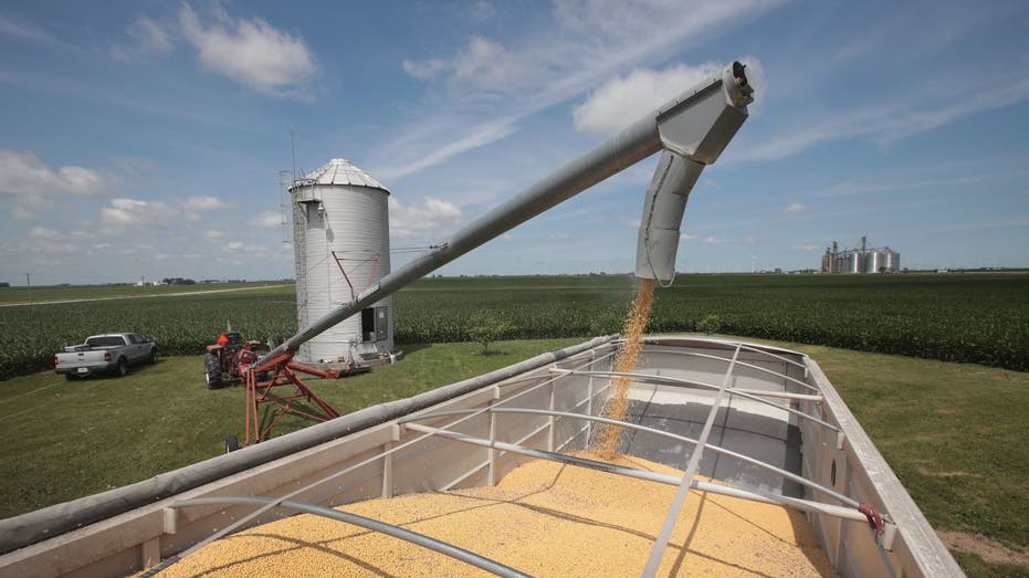 Soybeans at a farm during the 2018 trade war