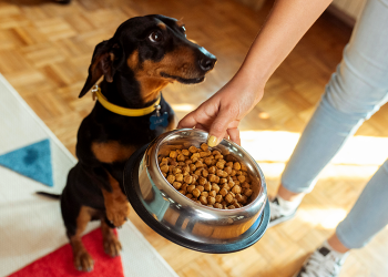 Dog treats recalled over fears of salmonella contamination, FDA says