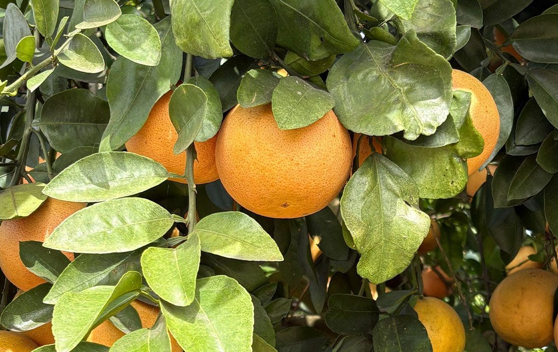 Florida drought deepens strain on citrus industry as growers battle costs, disease