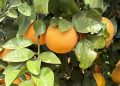Florida drought deepens strain on citrus industry as growers battle costs, disease