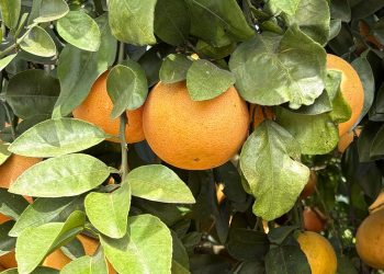 Florida drought deepens strain on citrus industry as growers battle costs, disease