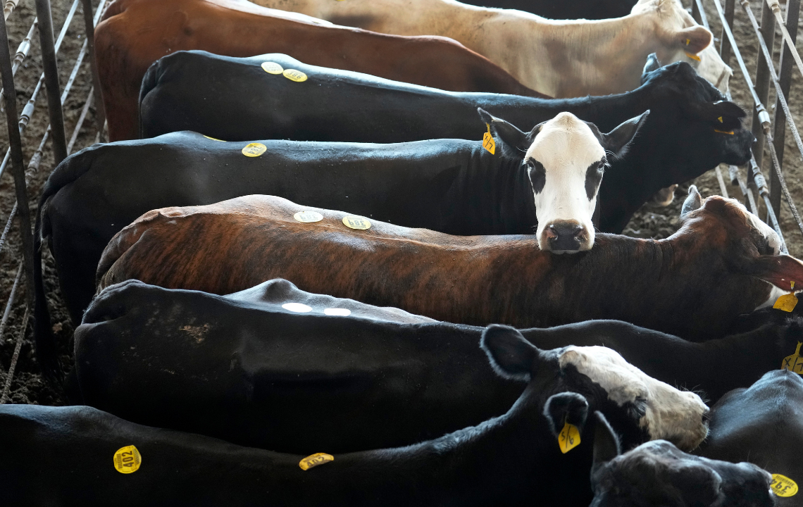 DOJ reportedly pursuing criminal antitrust probe of major meatpacking companies