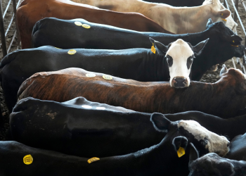 DOJ reportedly pursuing criminal antitrust probe of major meatpacking companies